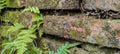 ferns (Pteridium aquilinum) on damp and old brick wall Royalty Free Stock Photo