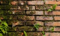 ferns (Pteridium aquilinum) on damp and old brick wall Royalty Free Stock Photo