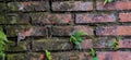 ferns (Pteridium aquilinum) on damp and old brick wall Royalty Free Stock Photo