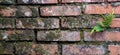 ferns (Pteridium aquilinum) on damp and old brick wall Royalty Free Stock Photo