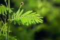 Ferny Leaves On Branch Royalty Free Stock Photo