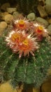 Fero cactus Royalty Free Stock Photo