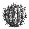 Ferocactus Echidne Barrel Cactus Vintage Vector