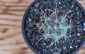 The Ferocactus Emoryi: A Stunning Shot of a Cactus with Intriguing Thorns close up on a Wooden Background