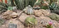 Ferocactus Histrix in Arizona