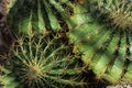 Ferocactus histrix cactus plant with shadow