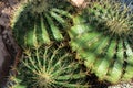 Ferocactus histrix cactus plant with shadow