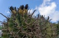 Ferocactus latispinus,, barrel cactus
