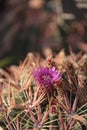 Ferocactus latispinus blooms pink flowers