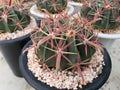 Ferocactus Latispinus, a cactus that is native to Mexico.