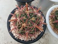 Ferocactus Latispinus, a cactus that is native to Mexico.