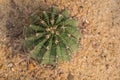 Ferocactus latispinus