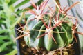 Ferocactus latispinus - a species of barrel cactus