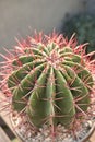 Ferocactus pilosus cactus close up Royalty Free Stock Photo