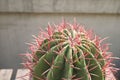 Ferocactus pilosus cactus close up Royalty Free Stock Photo