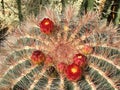 Ferocactus pilosus, Mexican lime cactus, Viznaga De Lima or Mexican fire barrel - Botanical Garden Zurich or Botanischer Garten