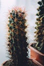 Ferocactus in a pot near window Royalty Free Stock Photo