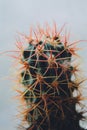 Ferocactus in a pot near window Royalty Free Stock Photo