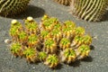 Ferocactus robustus