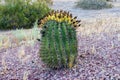 Ferocactus wislizeni, also called a fishhook barrel cactus, is a flowering plant in the cactus family Cactaceae.