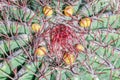 Ferocactus Wislizeni Cactus with flower buds