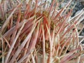 Ferocactus wislizeni in the desert