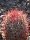 Ferocactus wislizeni in the desert