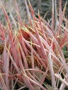 Ferocactus wislizeni in the desert