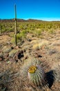 Ferocactus wislizeni Yellow fruits with cactus seeds in Arizona barrel cactus, fishhook barrel, candy barrel, compass barrel