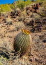 Ferocactus wislizeni Yellow fruits with cactus seeds in Arizona barrel cactus, fishhook barrel, candy barrel, compass barrel