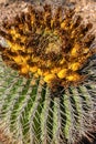 Ferocactus wislizeni Yellow fruits with cactus seeds in Arizona barrel cactus, fishhook barrel, candy barrel, compass barrel