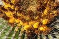 Ferocactus wislizeni Yellow fruits with cactus seeds in Arizona barrel cactus, fishhook barrel, candy barrel, compass barrel