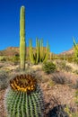 Ferocactus wislizeni Yellow fruits with cactus seeds in Arizona barrel cactus, fishhook barrel, candy barrel, compass barrel