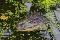 A ferocious alligator camouflaged under the surface of a swamp