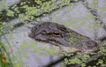 A ferocious alligator camouflaged under the surface of a swamp