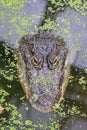 A ferocious alligator camouflaged under the surface of a swamp