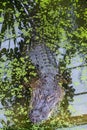 A ferocious alligator camouflaged under the surface of a swamp