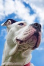 Ferocious Animal Guard White Pitbull Terrier Cute