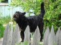 Ferocious black guard. Dog on guard service. Protection of a private house.