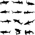 Ferocious deep-sea sharks