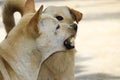 The ferocious dog saw terrifying teeth and chewing