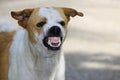 The ferocious dog saw terrifying teeth and chewing