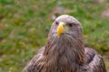 Ferocious eagle with brown plumage and yellow beak portrait wild bird