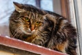 A ferocious, evil cat on the windowsill on the street. Angry, mi