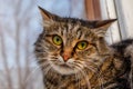 A ferocious, evil cat on the windowsill on the street. Angry, mi