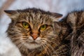 A ferocious, evil cat on the windowsill on the street. Angry, mi