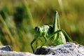 Ferocious green insect Royalty Free Stock Photo