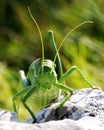 Ferocious green insect Royalty Free Stock Photo