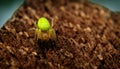 Closeup of ferocious green spider Royalty Free Stock Photo
