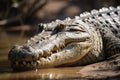 A ferocious and intimidating Nile Crocodile basking in the sun, showing off its ferocious and intimidating nature. Generative AI Royalty Free Stock Photo